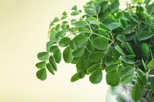 Les bienfaits du Moringa